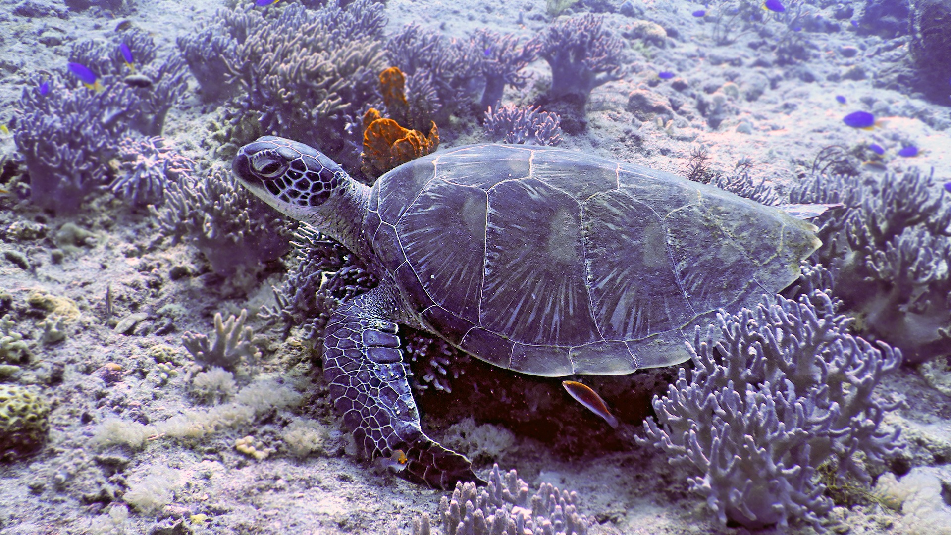 Tauchen Kawayan Holiday Resort Siquijor