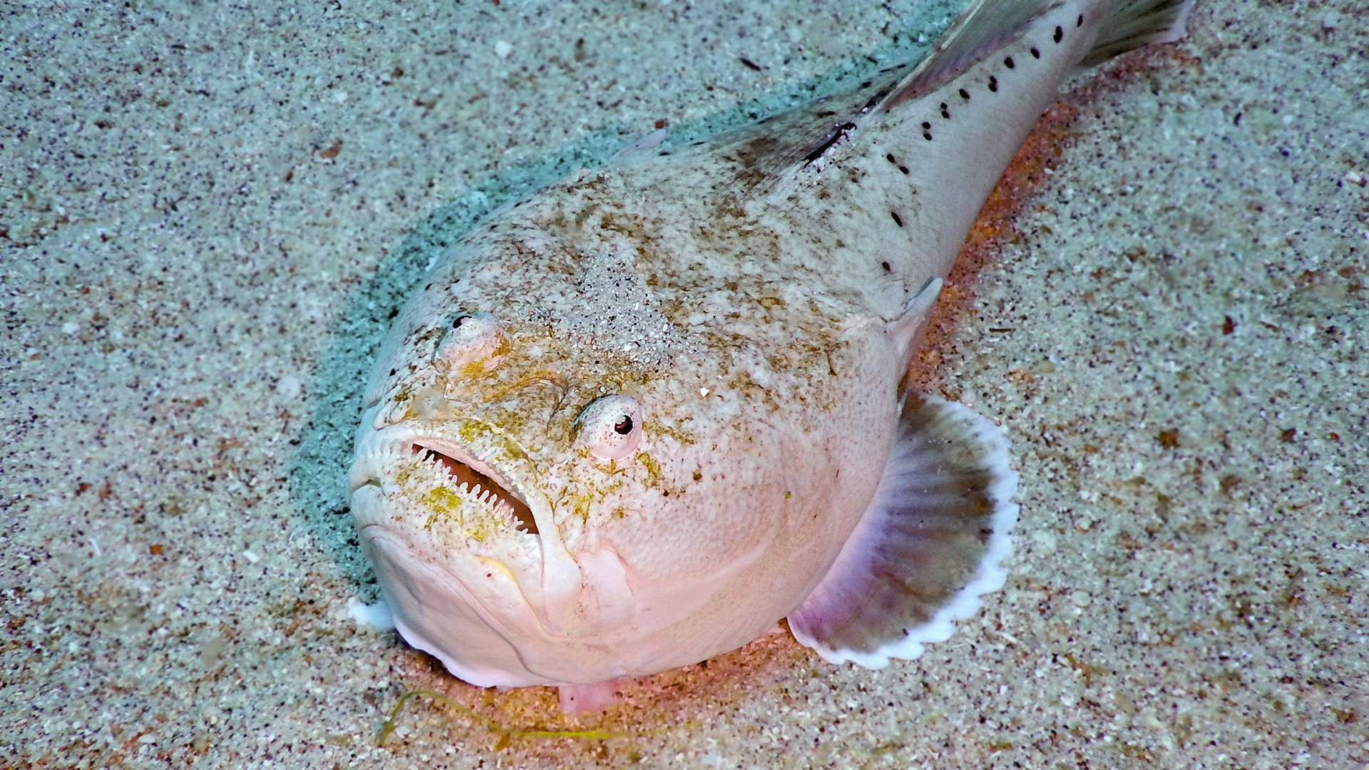Diving Kawayan Holiday Resort Siquijor