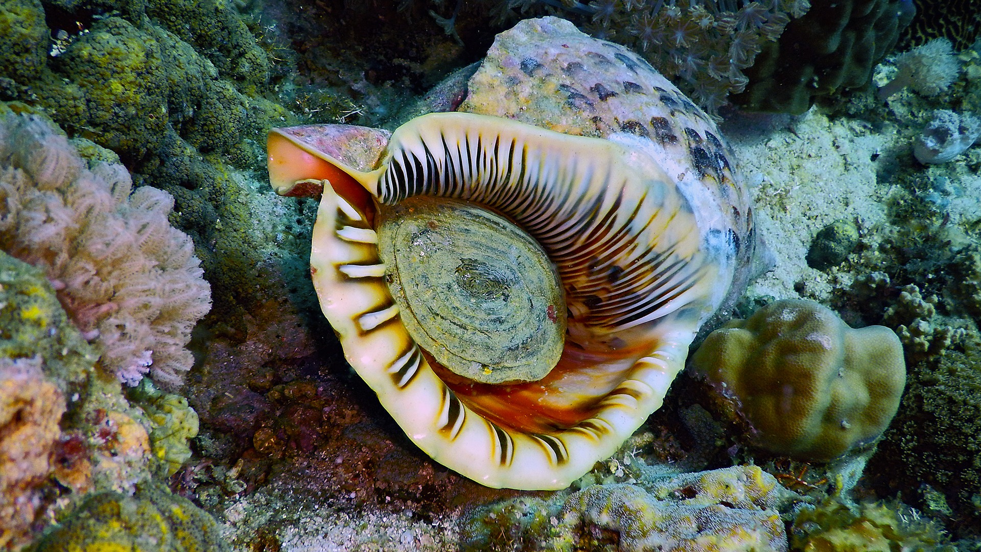 Diving Kawayan Holiday Resort Siquijor