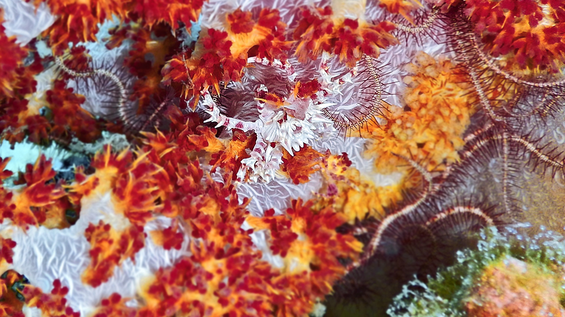 Diving Kawayan Holiday Resort Siquijor