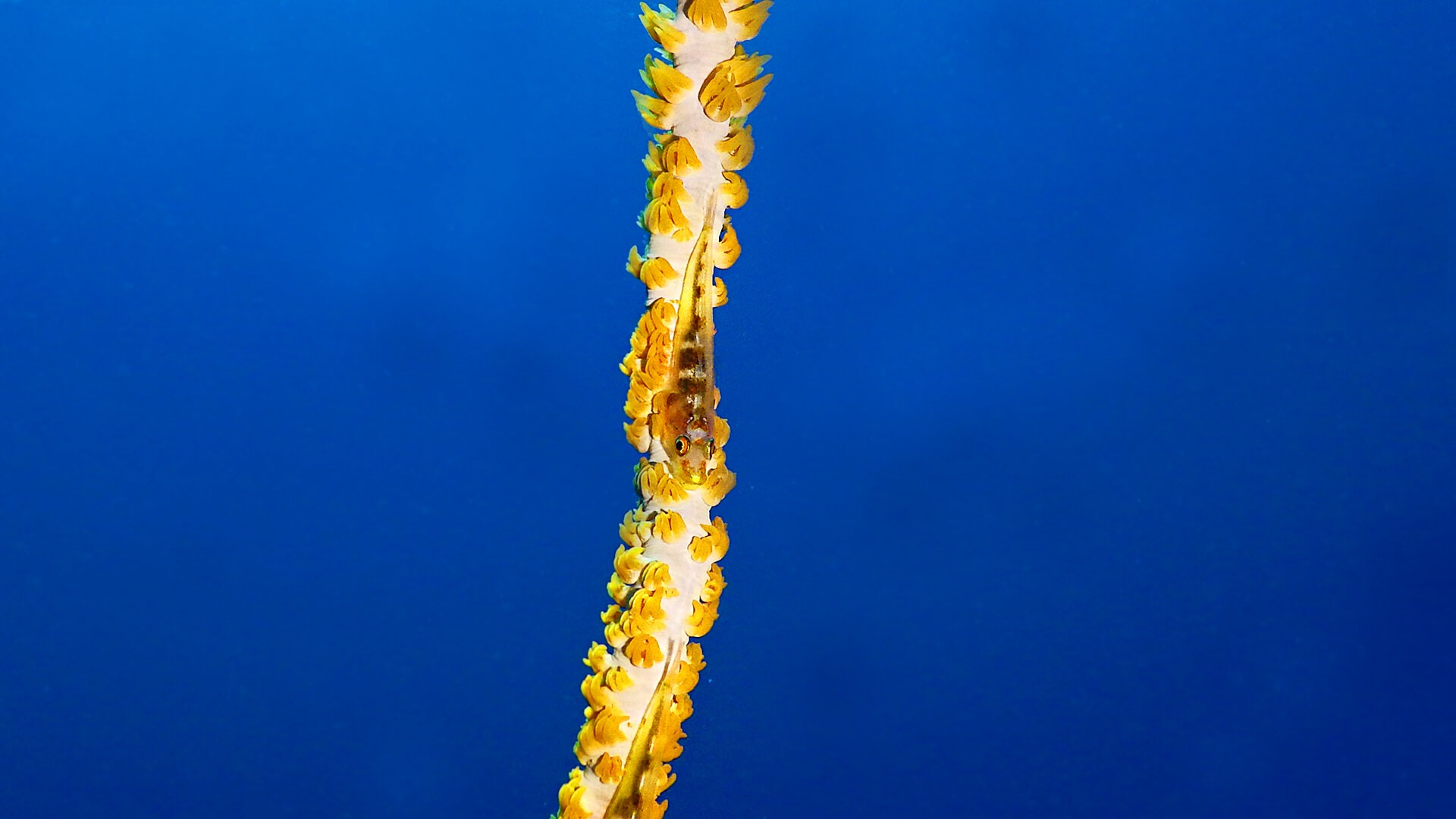 Tauchen Kawayan Holiday Resort Siquijor