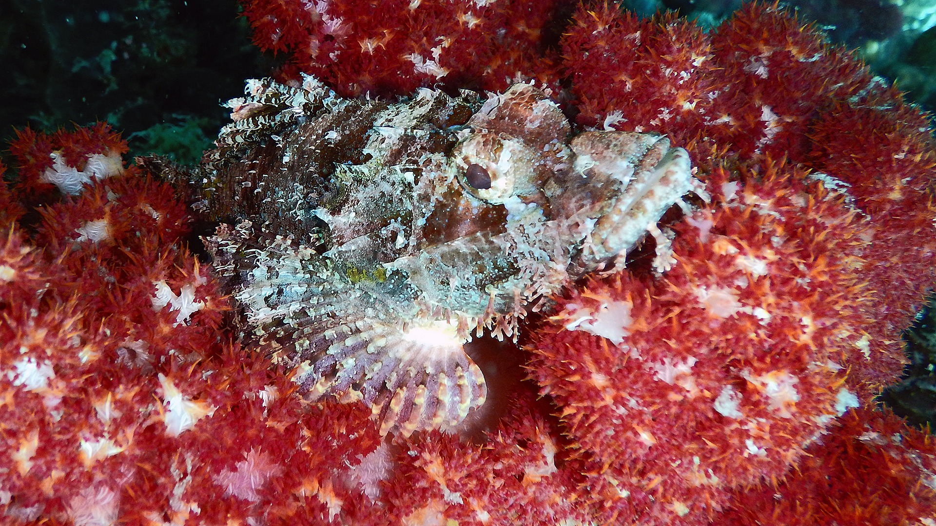 Tauchen Kawayan Holiday Resort Siquijor