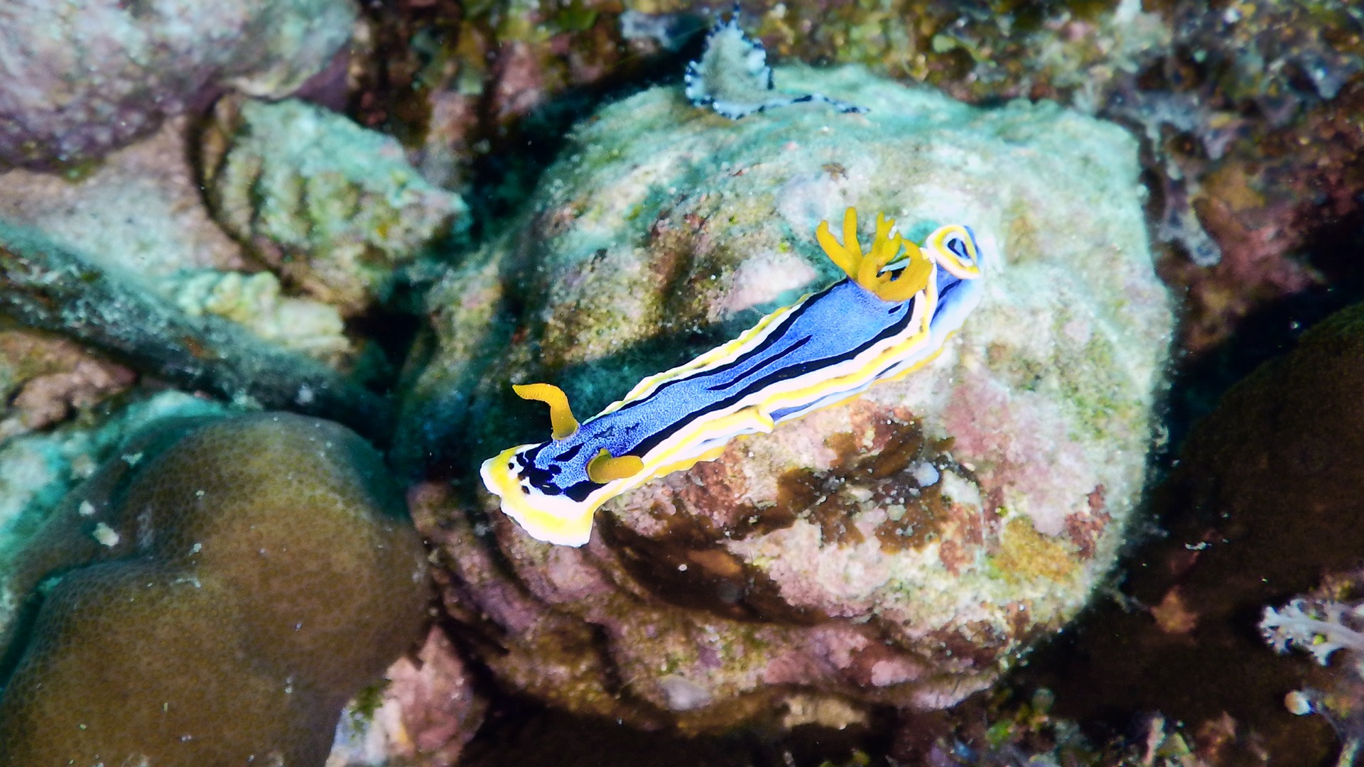 Diving Kawayan Holiday Resort Siquijor