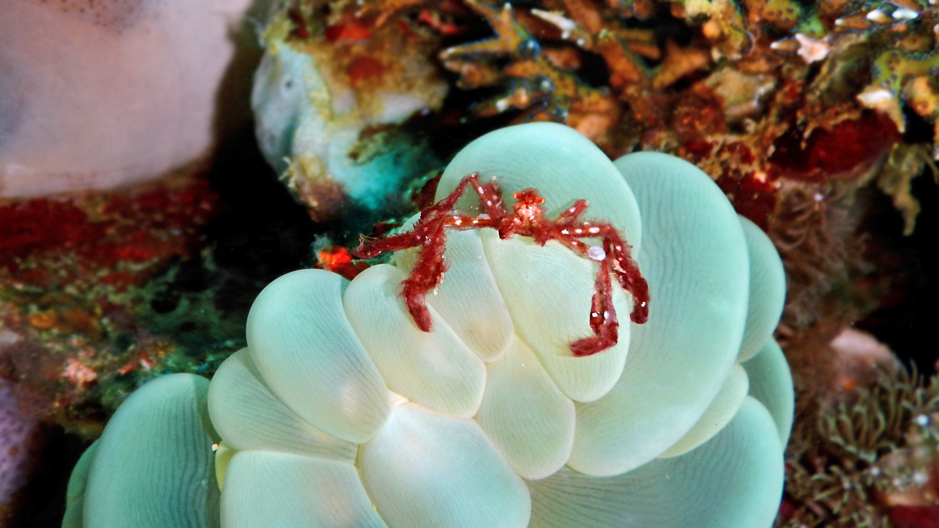 Diving Kawayan Holiday Resort Siquijor