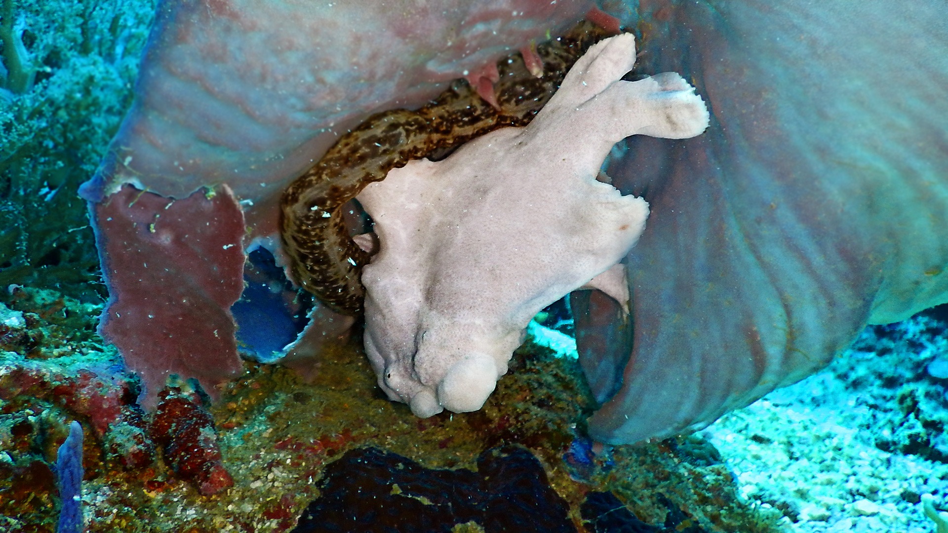 Tauchen Kawayan Holiday Resort Siquijor