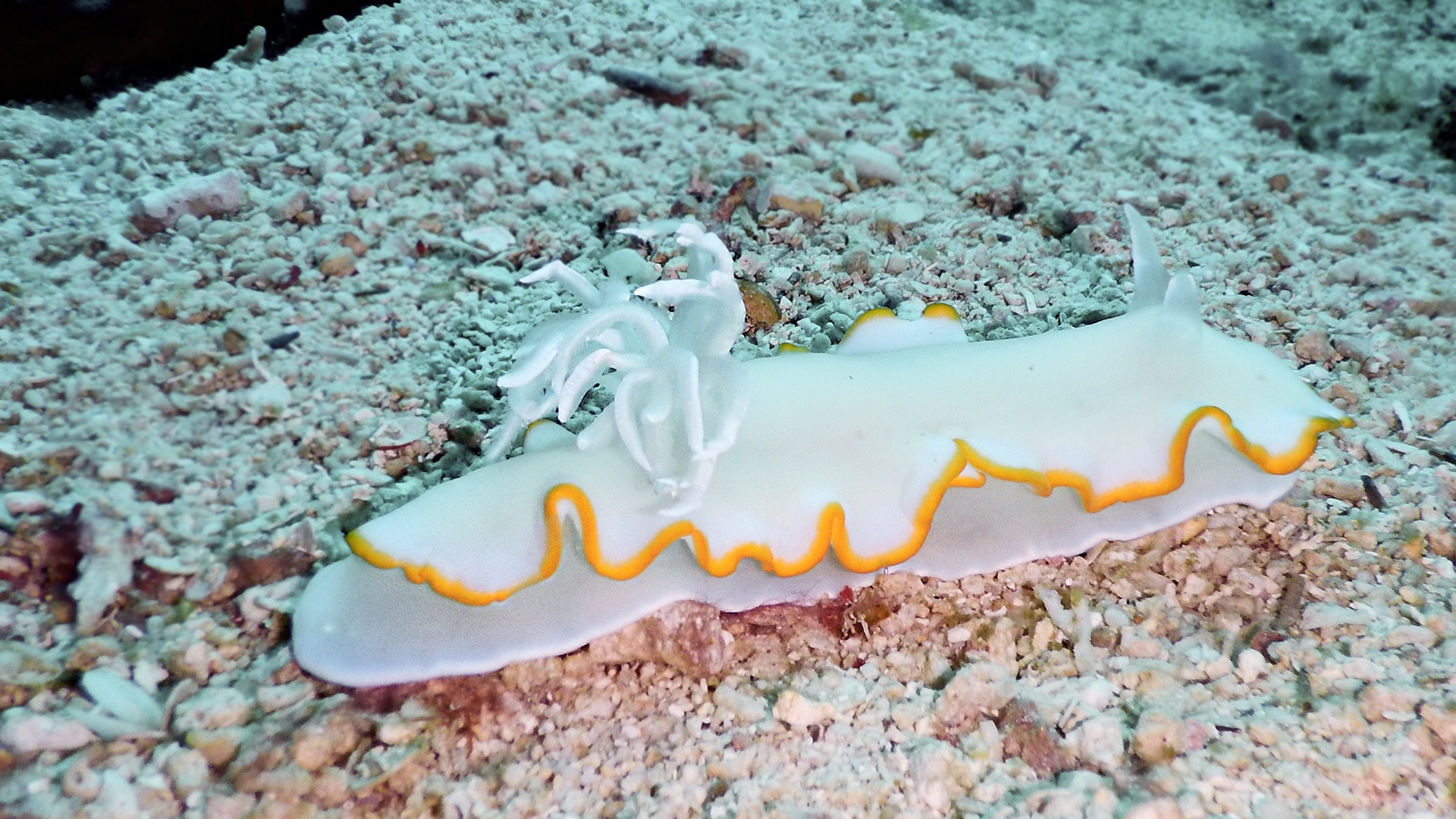 Tauchen Kawayan Holiday Resort Siquijor