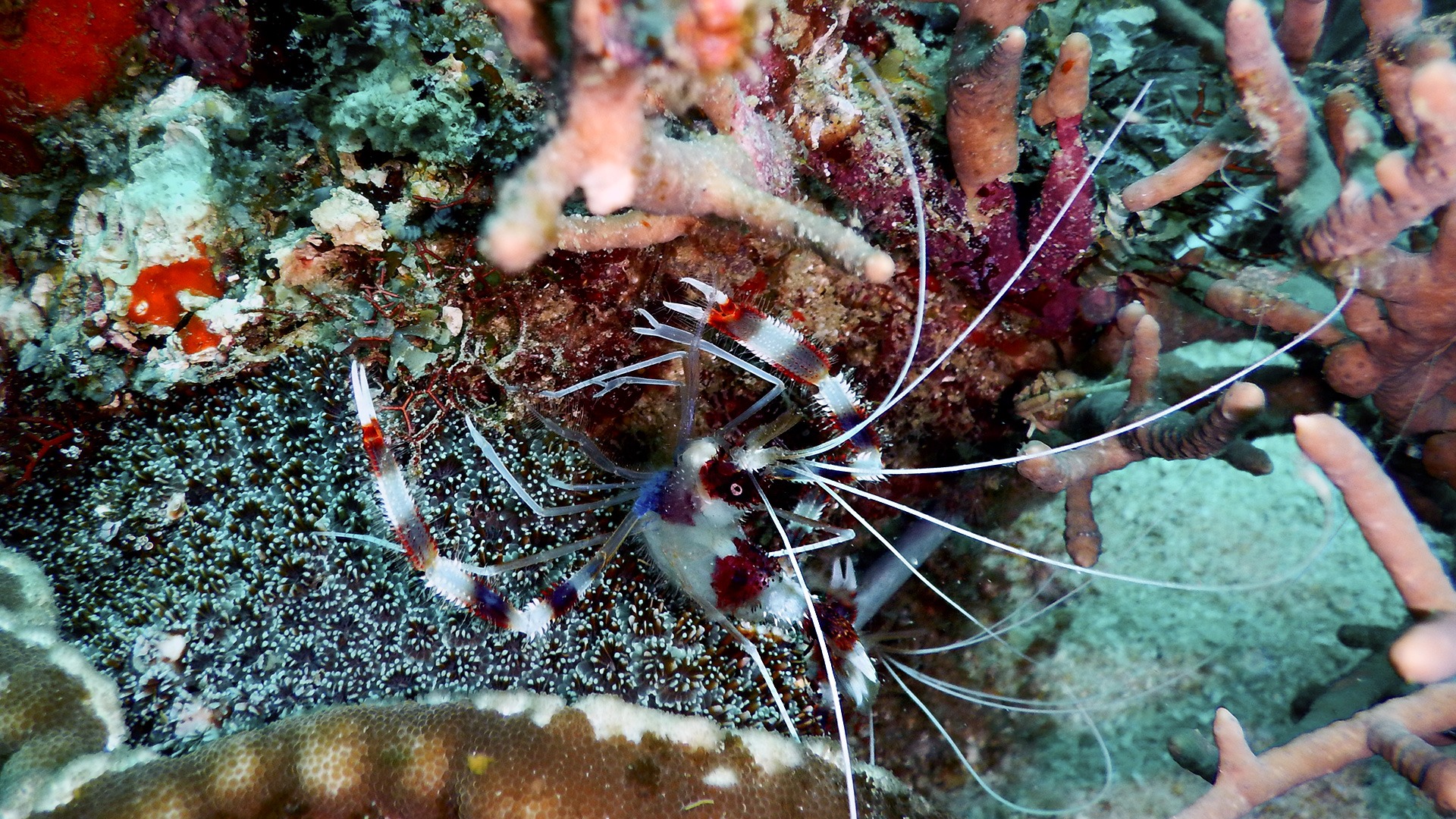 Tauchen Kawayan Holiday Resort Siquijor