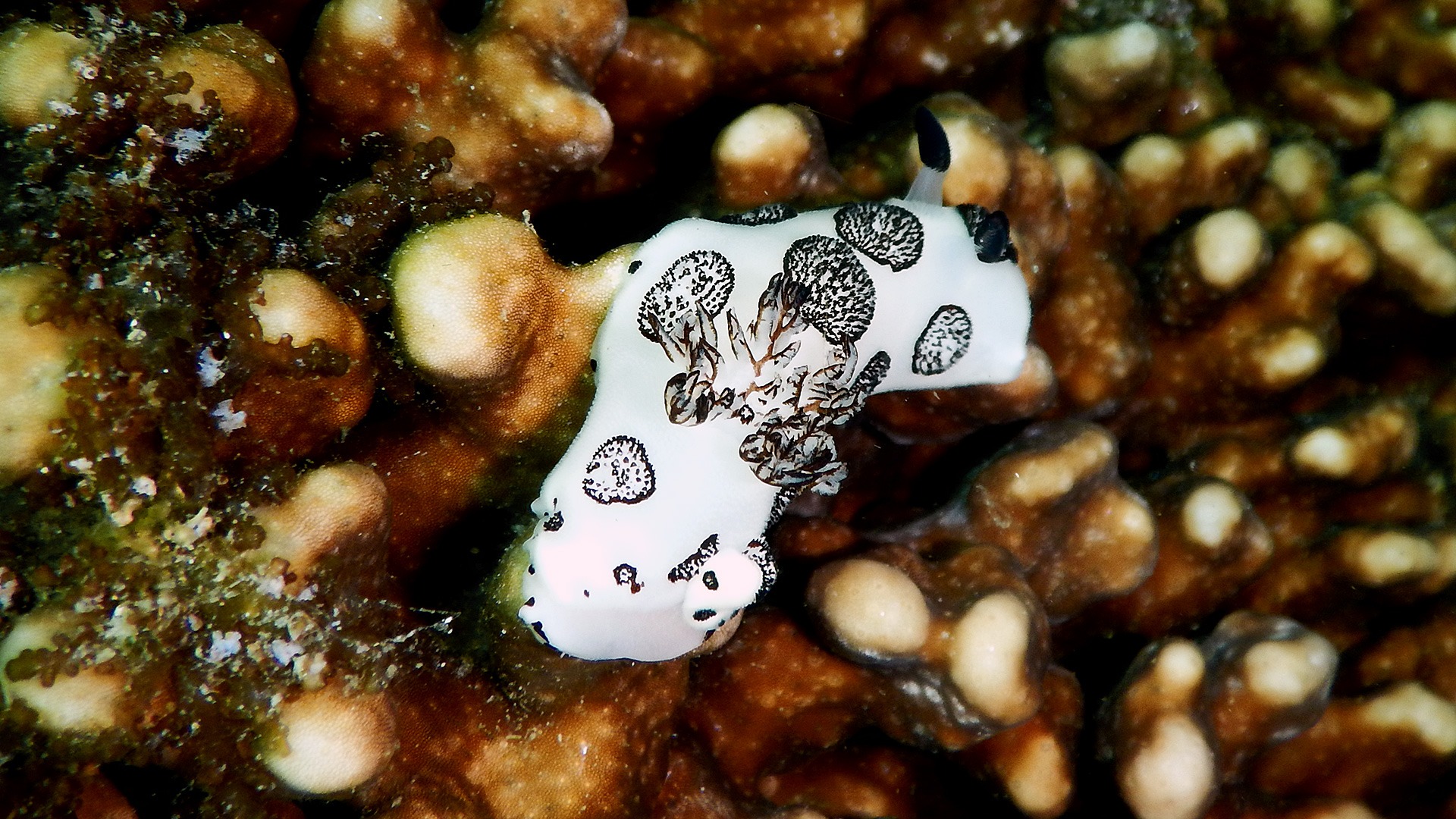 Diving Kawayan Holiday Resort Siquijor